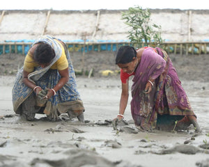 Mangroves