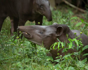 Animal in south America 