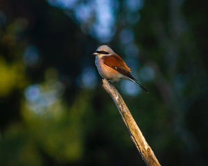 Bird perched on a branch