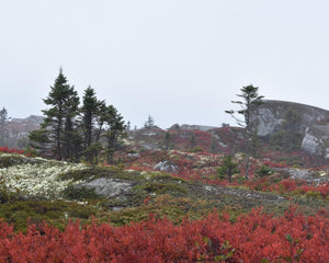 Nova Scotia