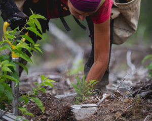 Planting tree sapling