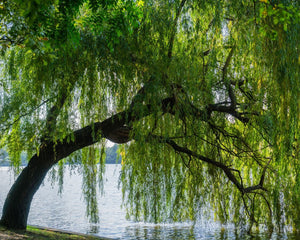 Tree by water