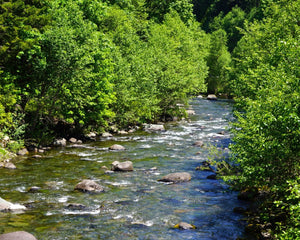 Water stream and trees