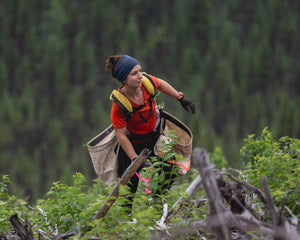 Tree planter in Canada