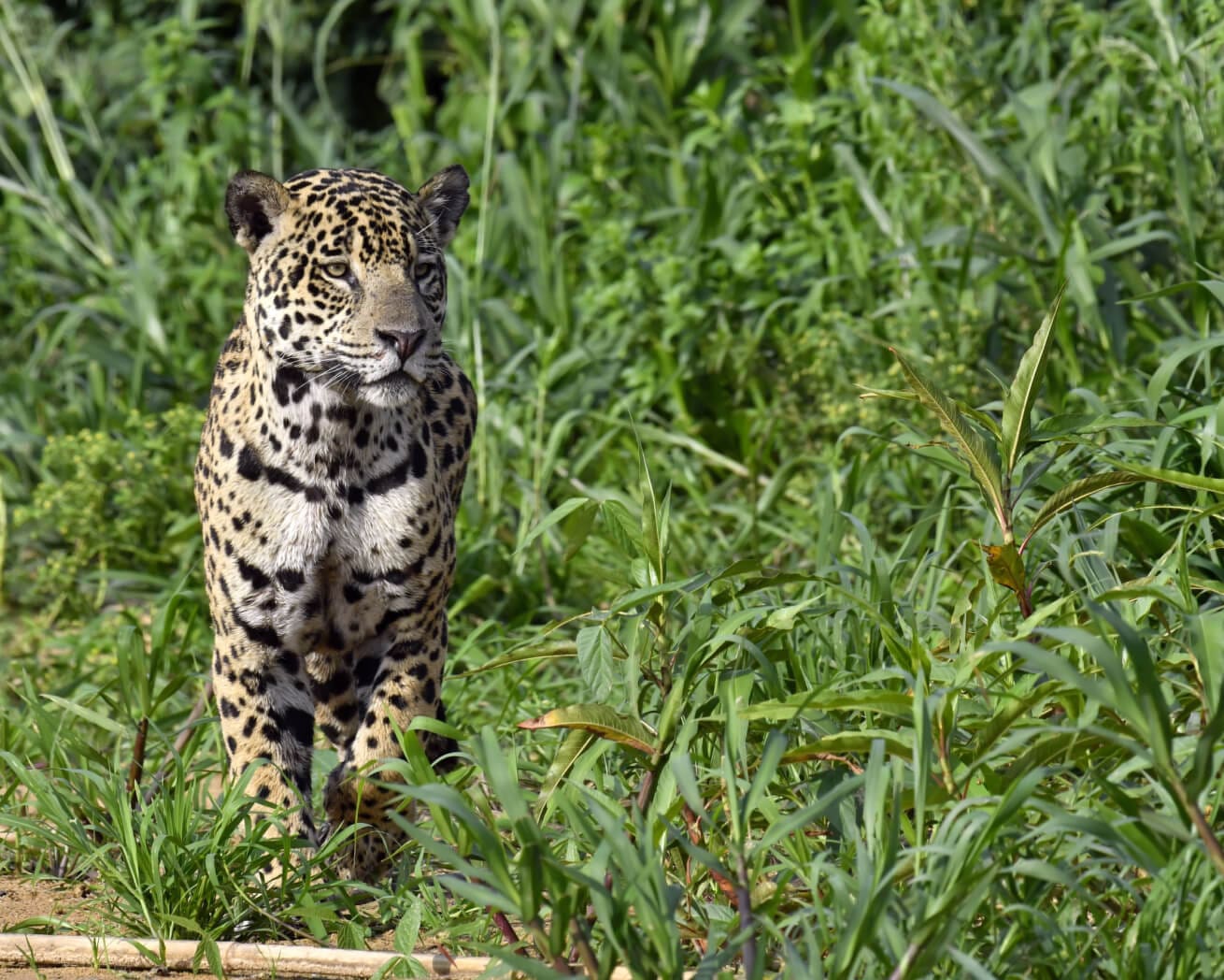 Amazon Biodiversity