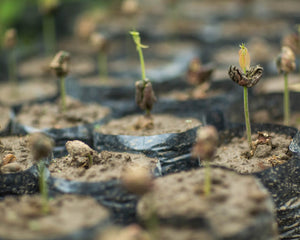 Amazon Rainforest Tree Saplings