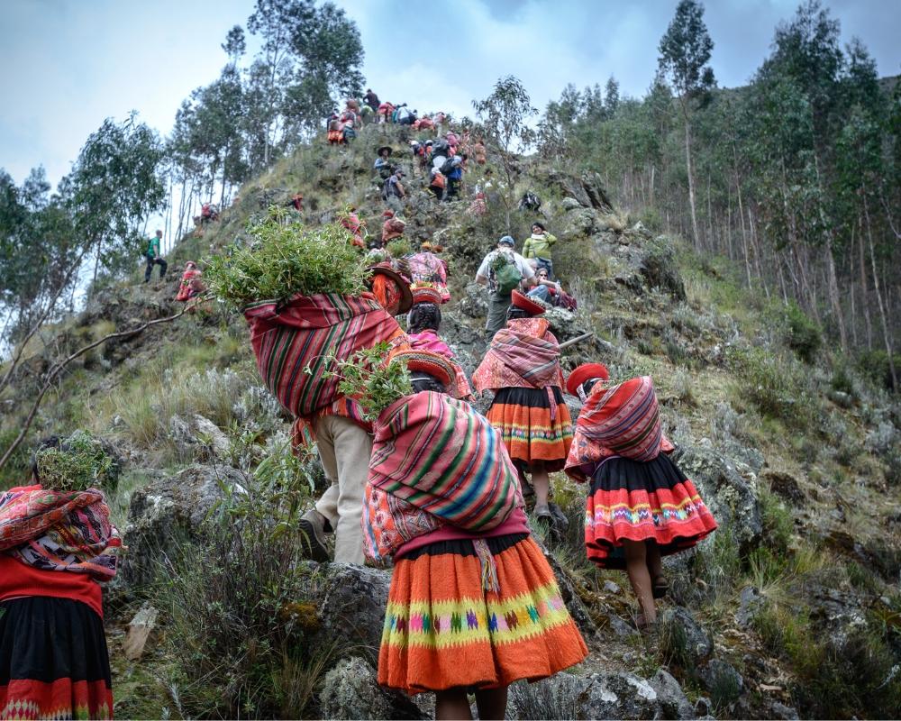 Andes - One Tree Planted