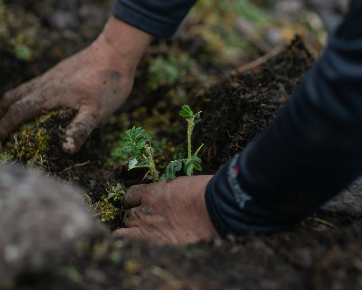 ECOSYSTEM SERVICES