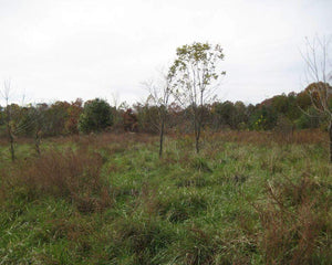 Trees growing in Appalachia - One Tree Planted