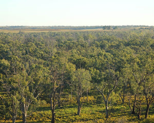 Australian Forest