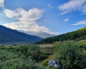 bhutan forest