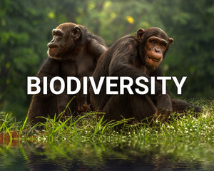 Biodiversity