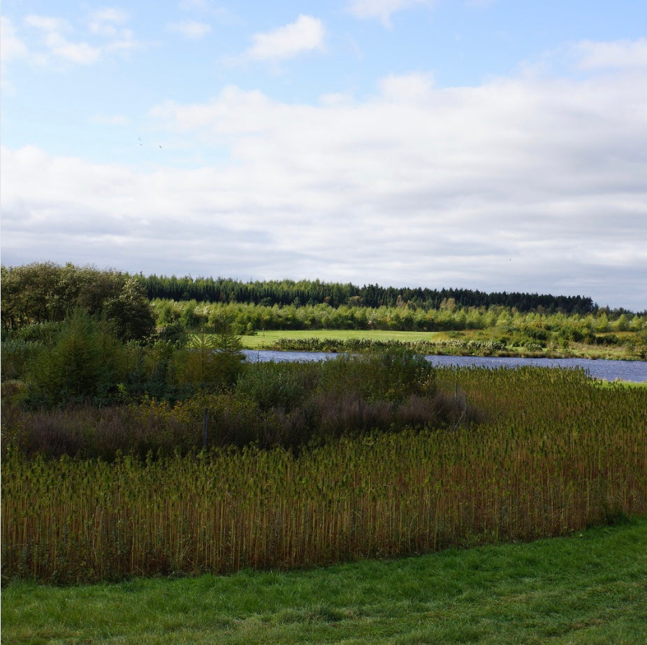 wetland denmark