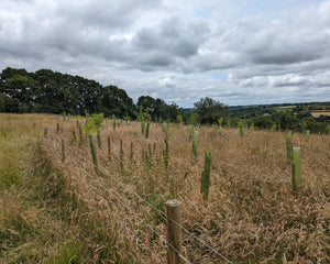 Tree planting site in Europe