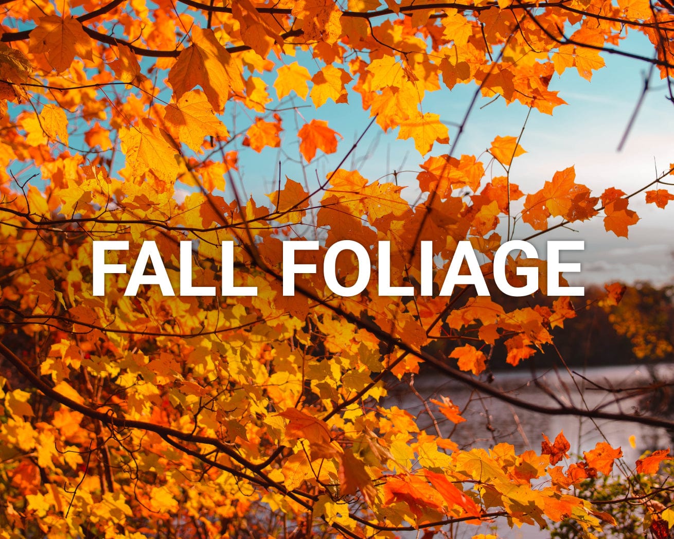 Fall Foliage