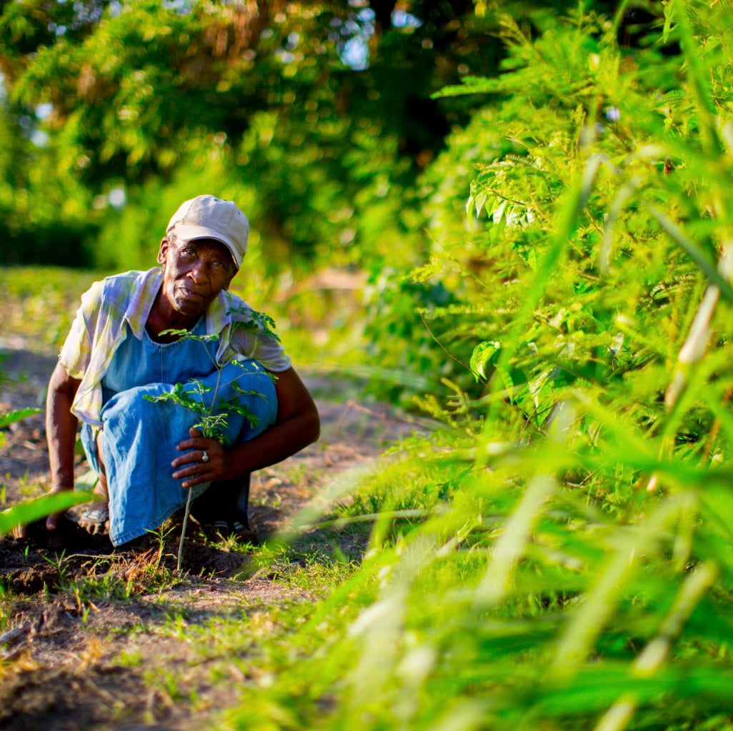 Haiti local farmers