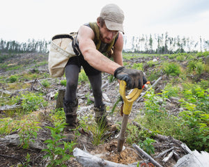 Forest Fire Recovery