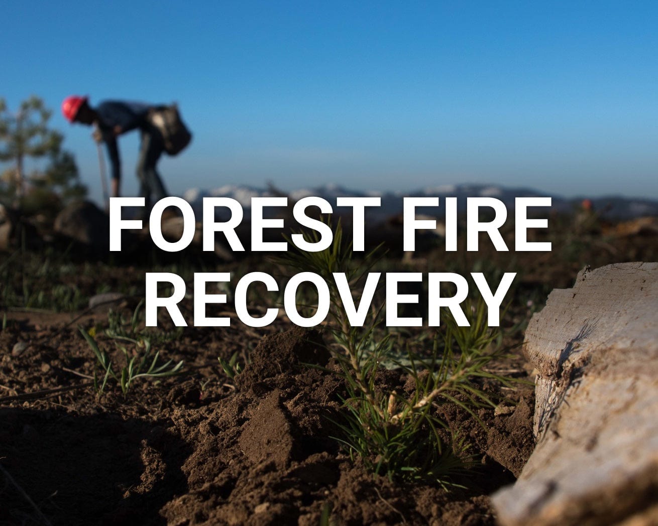 Forest Fire Recovery