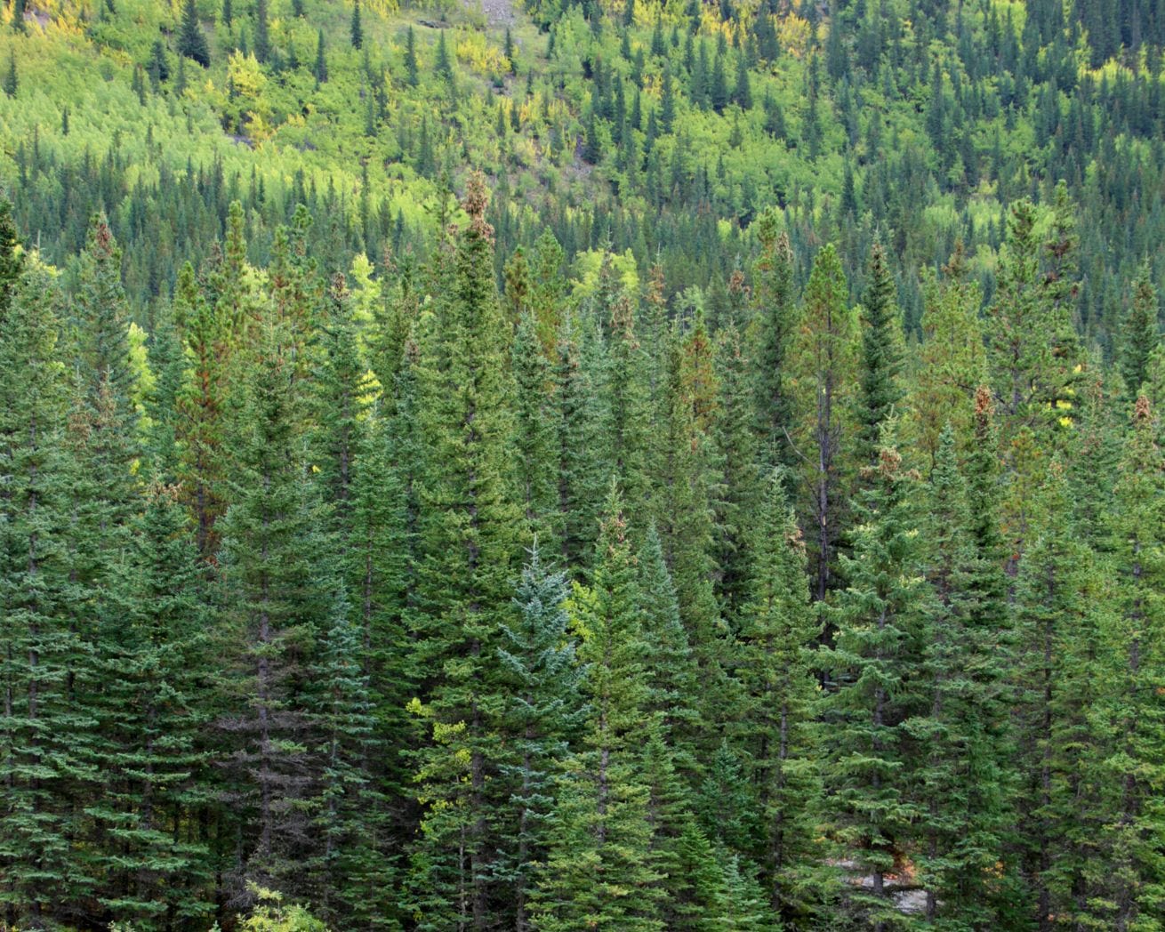 forest in alberta