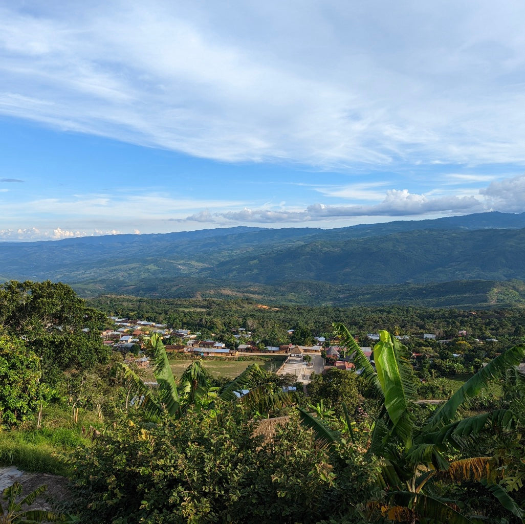 Guatemala forest