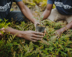 Hands of tree planters