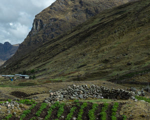 Plant Trees Where They're Needed Most