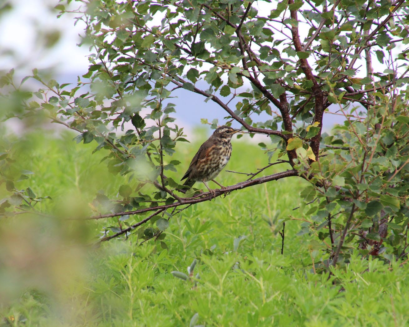 Bird sitting on branch in Iceland