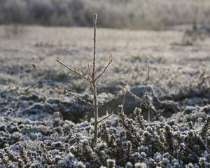 Sapling in the ground