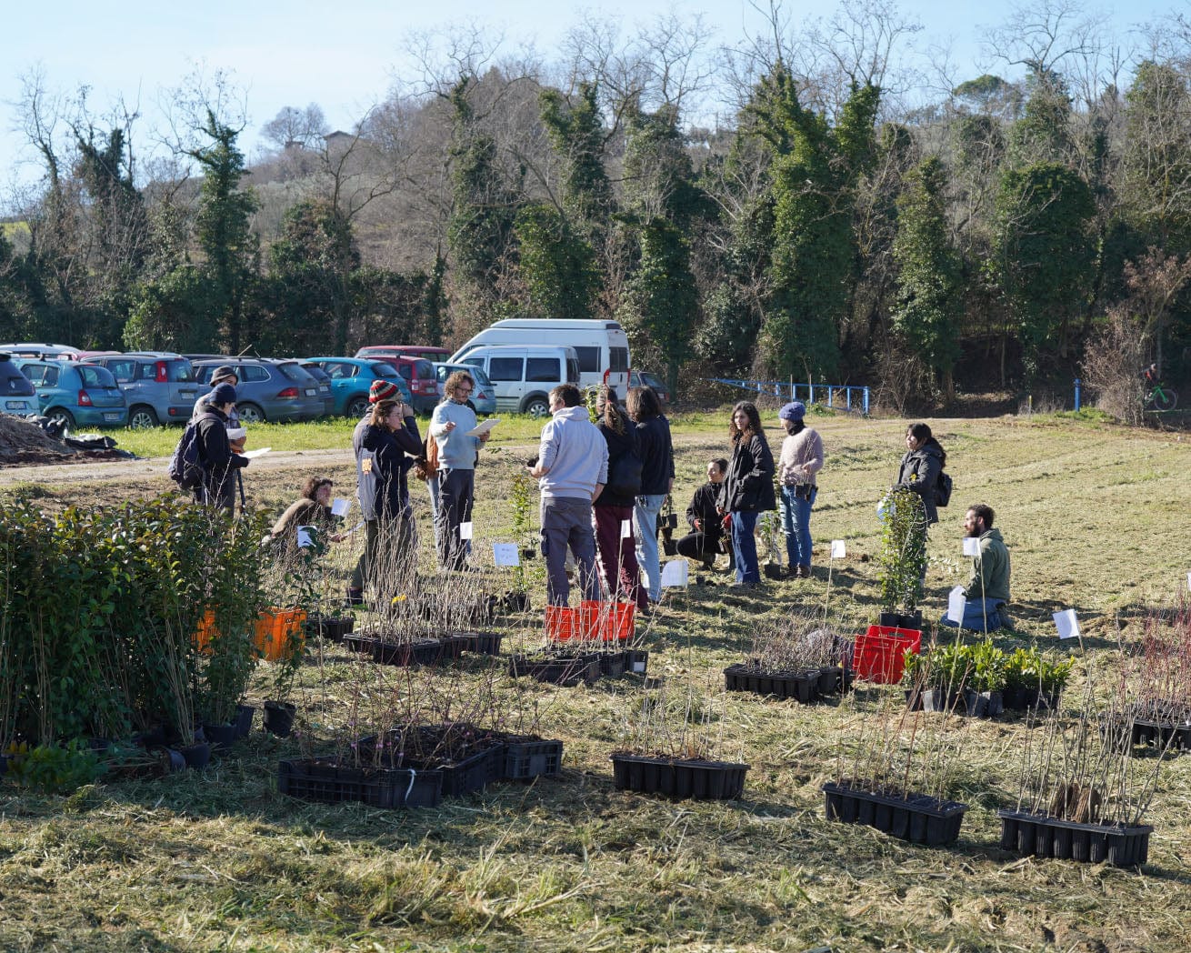 Sorting tree saplings in Italy