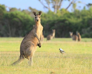 Kangaroo in Australia