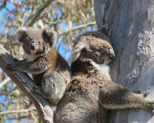 Koala in Australia