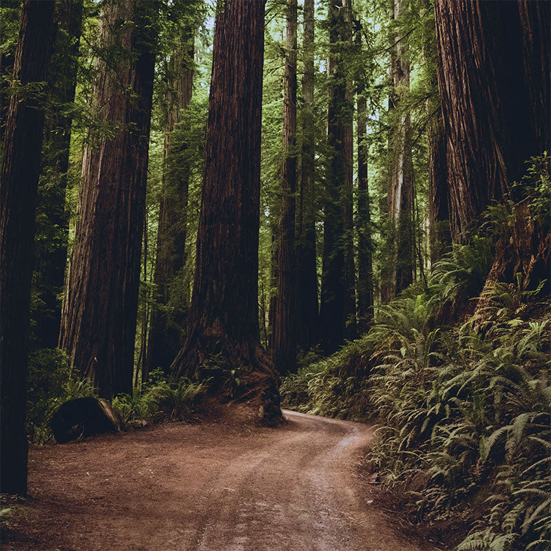 Long-Term Forest Restoration