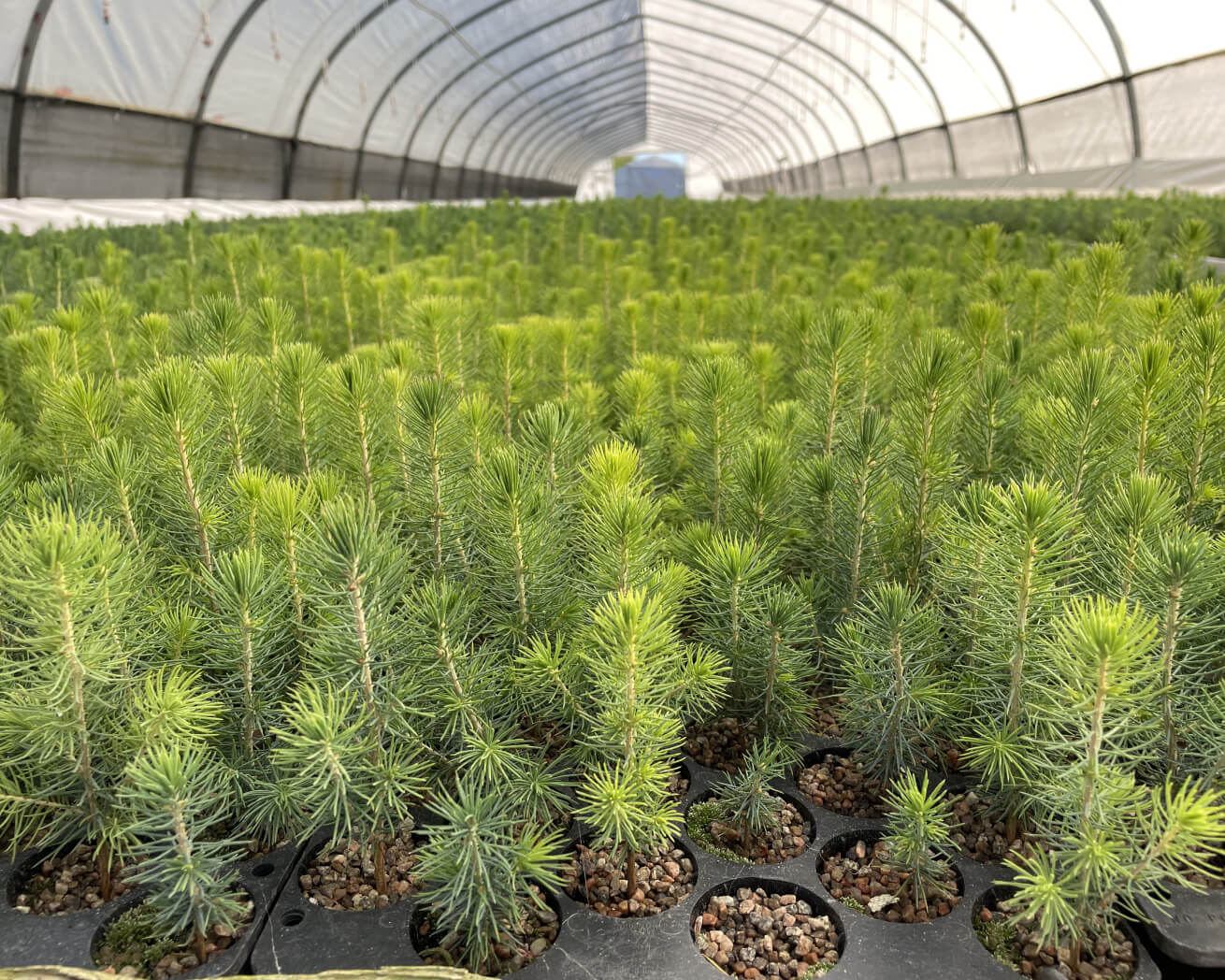 Tree saplings in a nursery