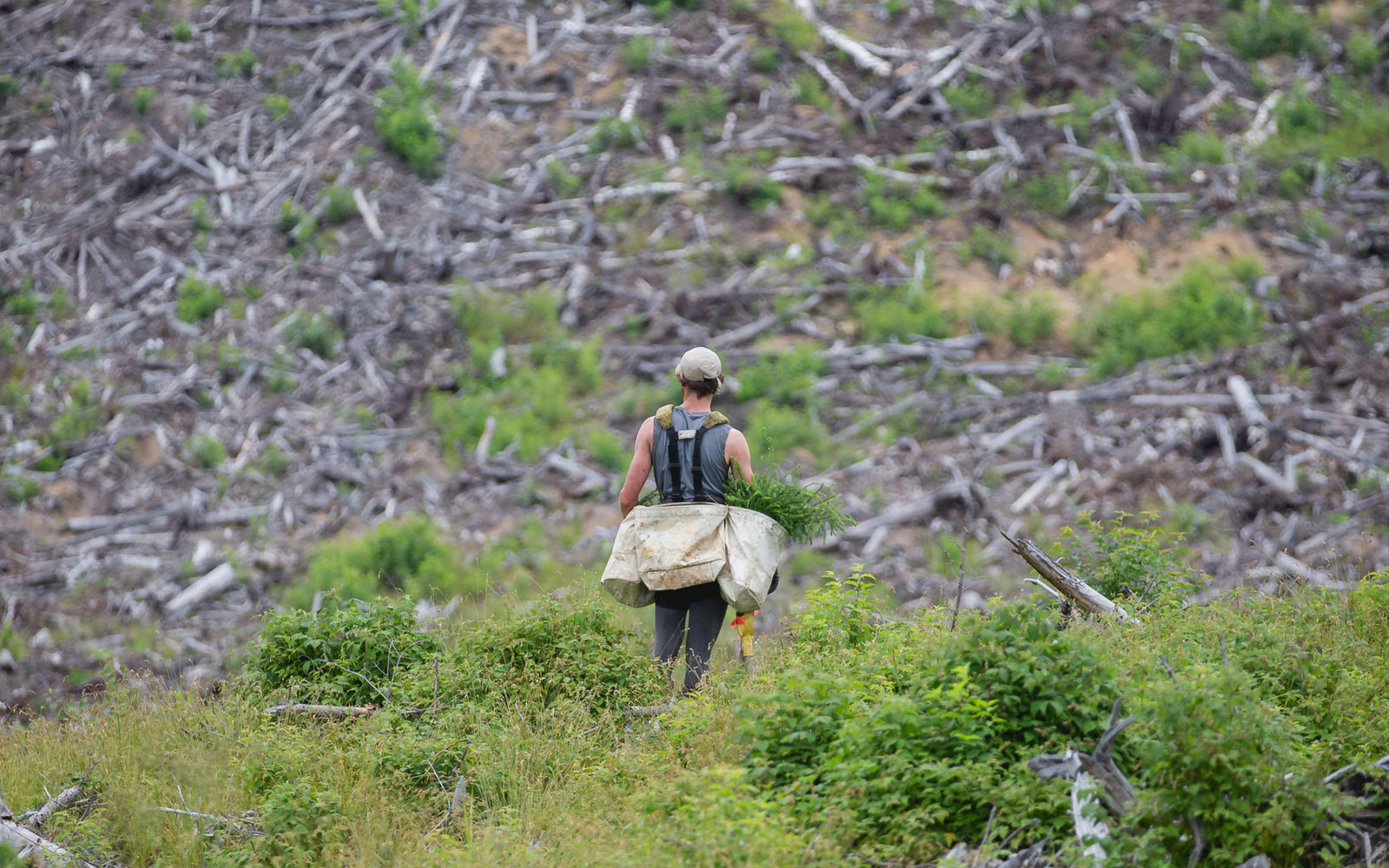 Man tree planter carrying tree saplings