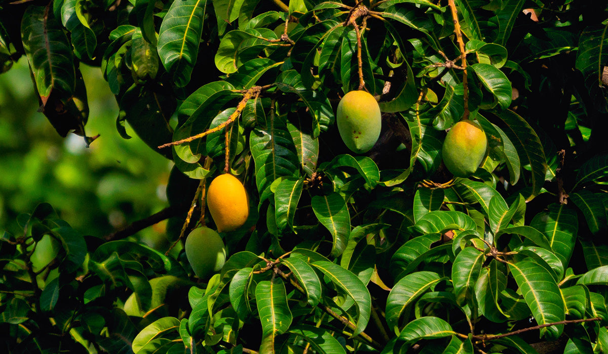 Mango Tree