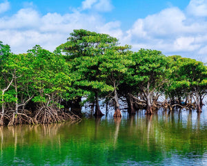 Mangroves