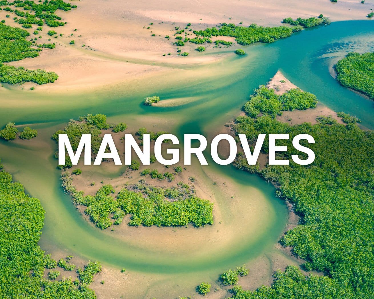 Mangroves