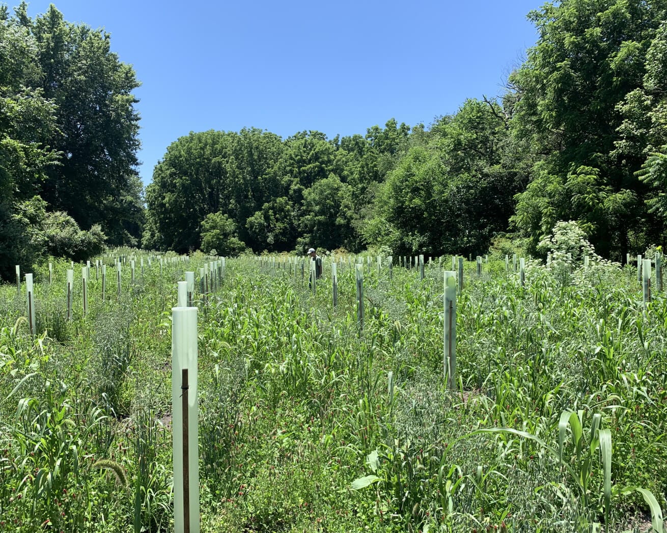 Maryland tree planting site