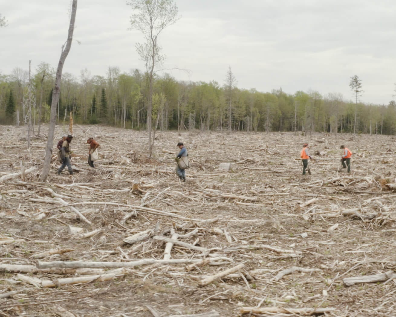 Tree planting site