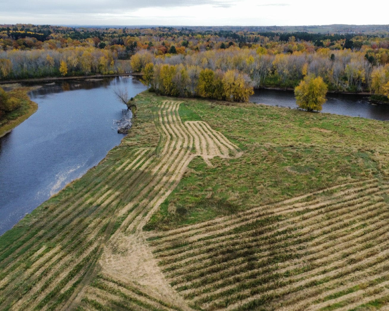 Canada landscape tree planting site