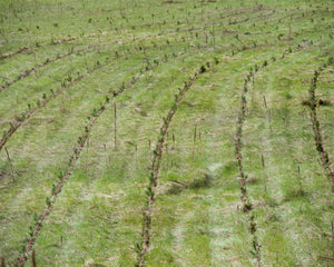 Tree planting site