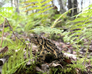 Frog in the forests of Nova Scotia