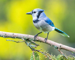 Plant Trees in Ontario - One Tree Planted