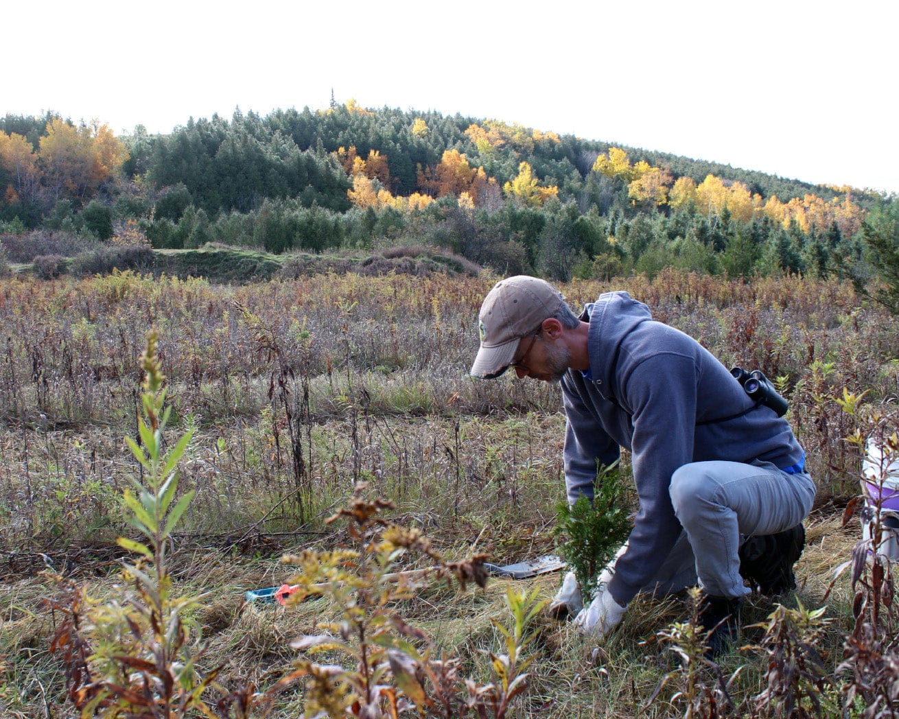 Tree planting in Ontario