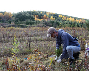 Tree planting in Ontario