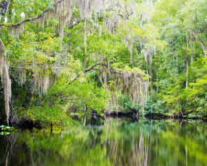 Trees in Florida