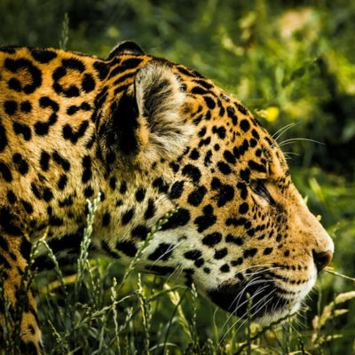 Amazon jaguar