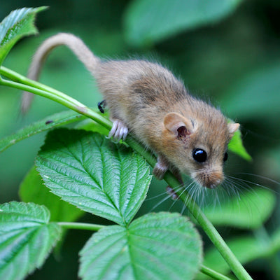 hazel dormouse