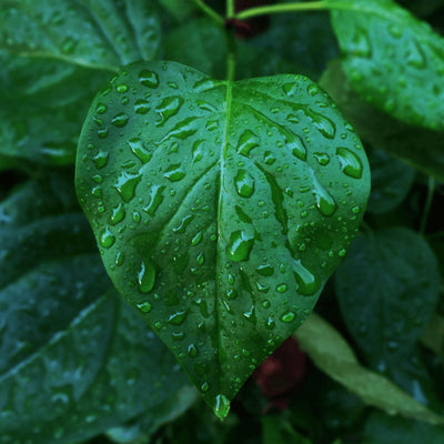 Trees play a key role in capturing rainwater