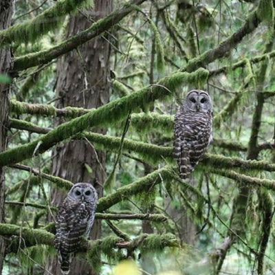Oregon wildlife